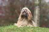 LHASSA APSO 261